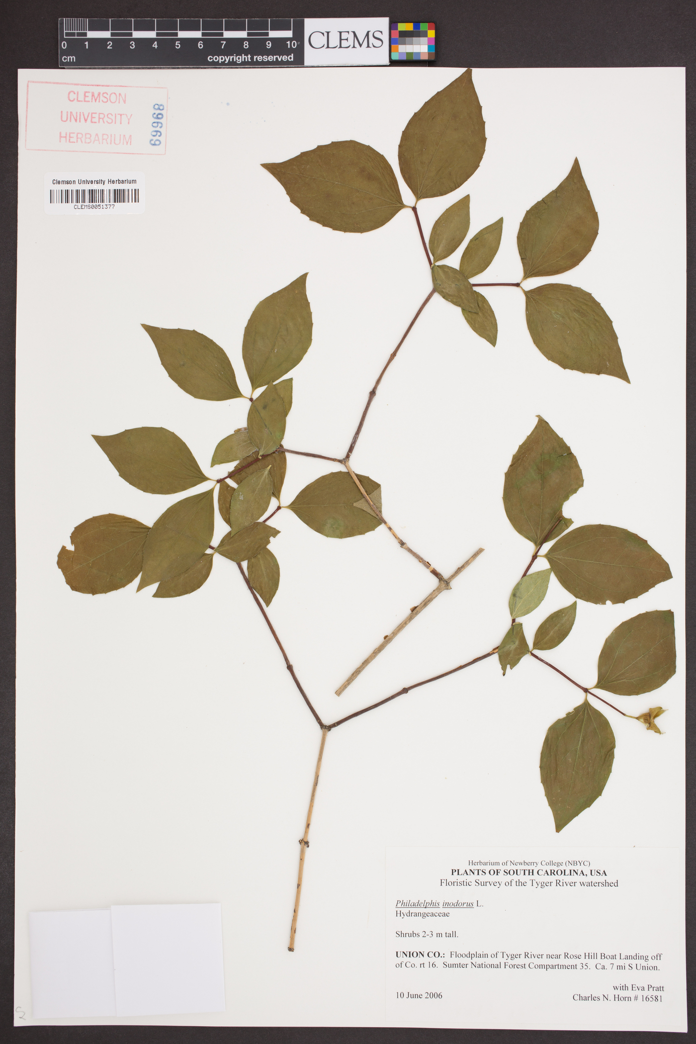 Philadelphus inodorus image