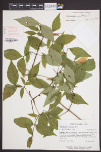 Philadelphus inodorus image