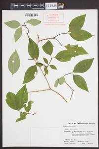 Philadelphus inodorus image