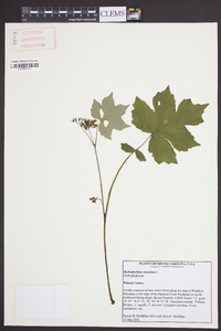 Hydrophyllum canadense image