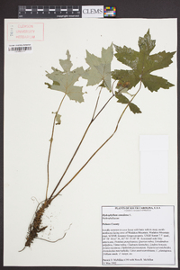 Hydrophyllum canadense image