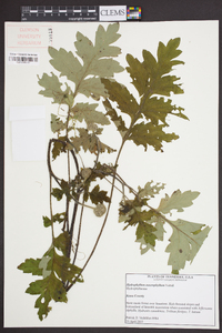 Hydrophyllum macrophyllum image