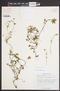 Nemophila aphylla image