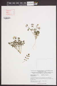 Phacelia dubia image