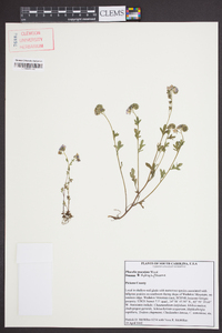 Phacelia maculata image