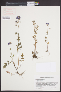 Phacelia maculata image