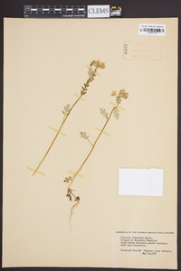 Phacelia fimbriata image