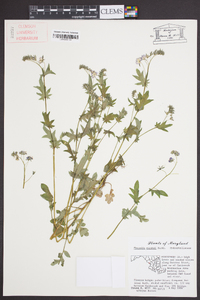 Phacelia purshii image