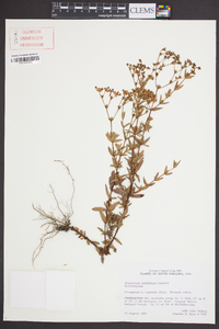 Hypericum cistifolium image