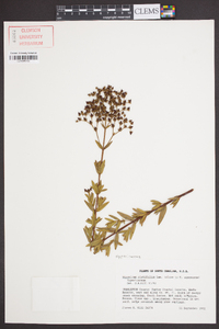 Hypericum cistifolium image