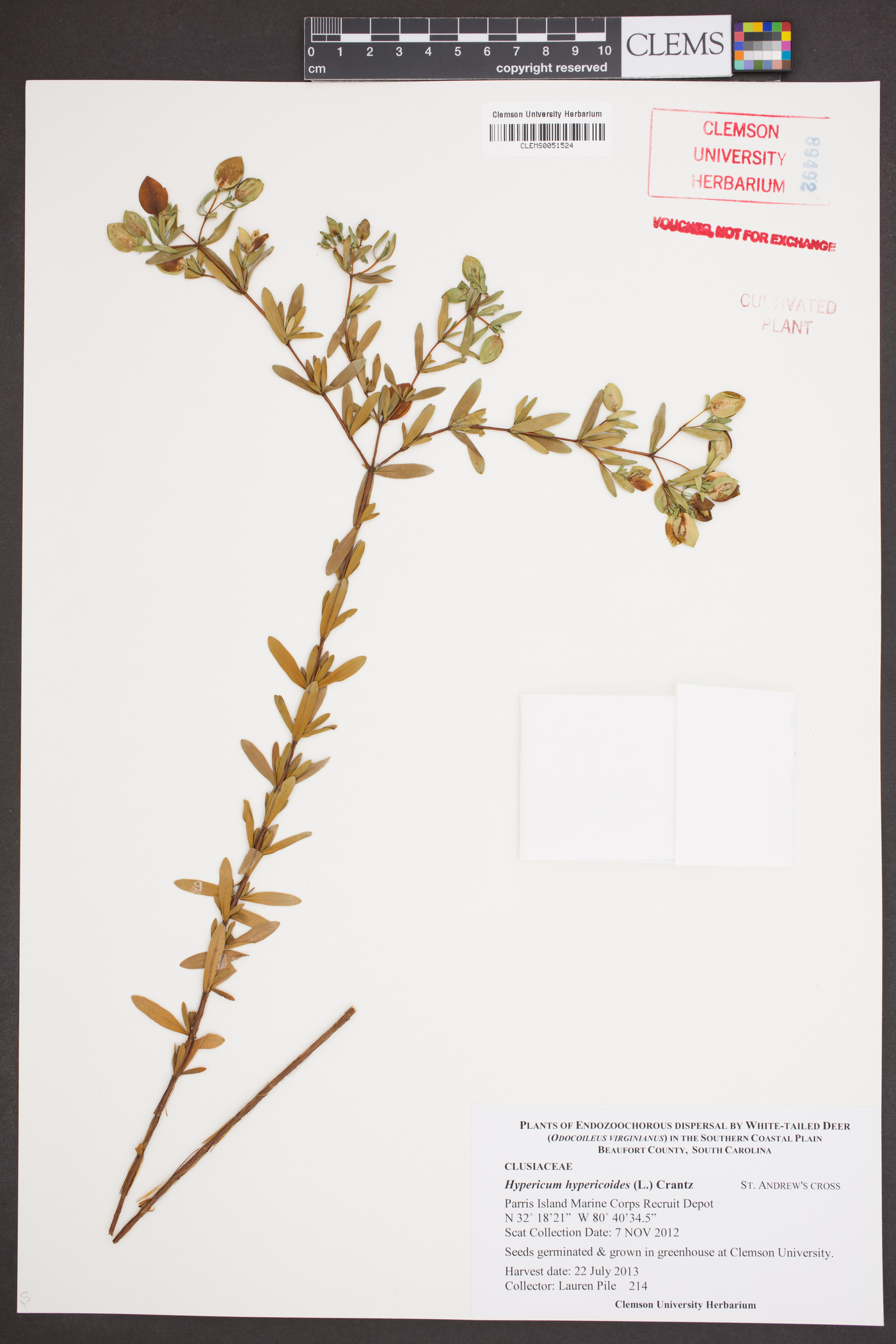 Hypericum crux-andreae image