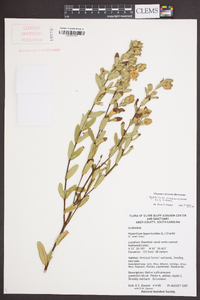 Hypericum crux-andreae image