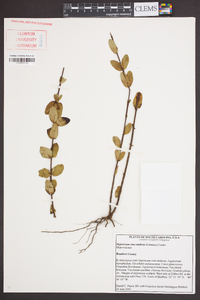 Hypericum crux-andreae image