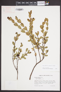 Hypericum crux-andreae image