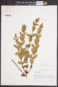 Hypericum crux-andreae image