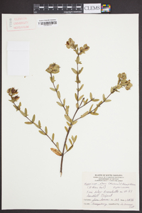 Hypericum crux-andreae image