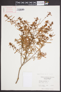 Hypericum densiflorum image