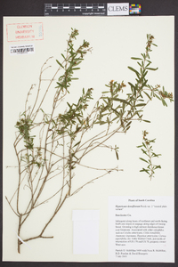 Hypericum densiflorum image