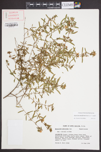 Hypericum densiflorum image