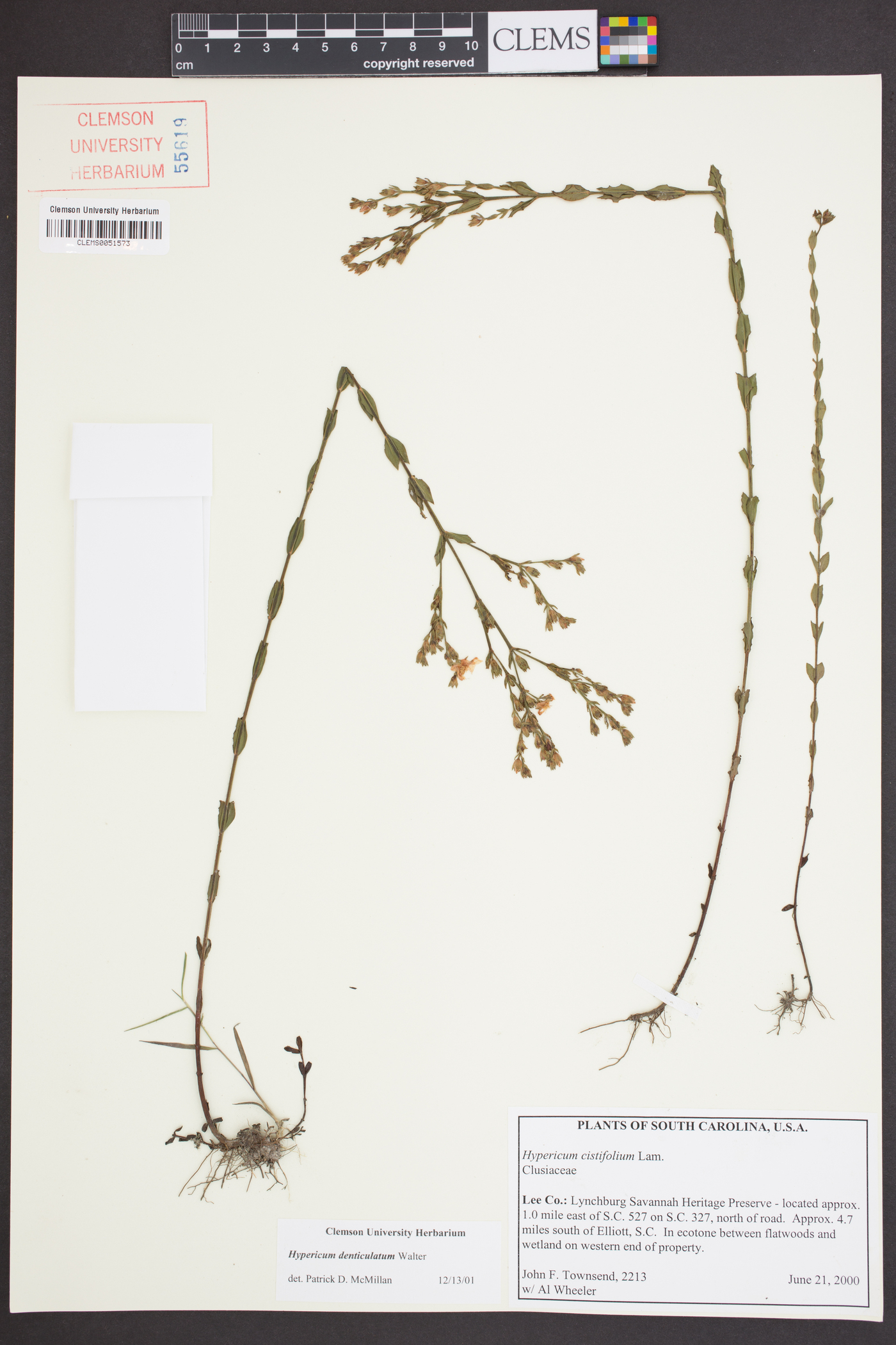 Hypericum denticulatum image