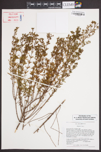 Hypericum fasciculatum image