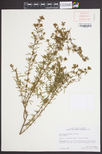 Hypericum galioides image