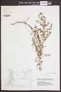 Hypericum galioides image