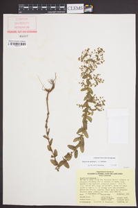 Hypericum mutilum var. mutilum image