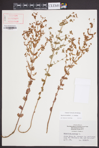 Hypericum mutilum var. mutilum image