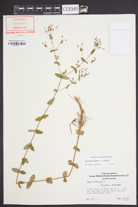 Hypericum mutilum var. mutilum image