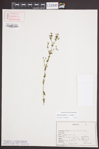 Hypericum mutilum var. mutilum image