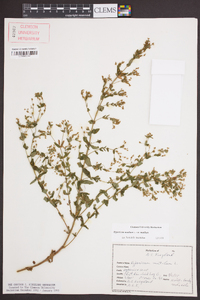 Hypericum mutilum var. mutilum image