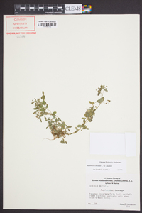 Hypericum mutilum var. mutilum image