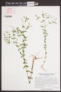 Hypericum mutilum var. mutilum image