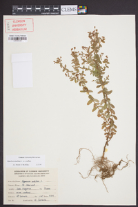 Hypericum mutilum var. mutilum image