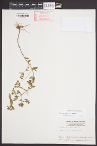 Hypericum mutilum var. mutilum image