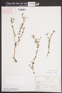 Hypericum mutilum var. mutilum image