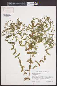 Hypericum mutilum var. mutilum image