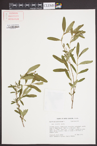 Hypericum prolificum image