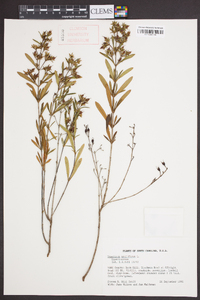 Hypericum prolificum image