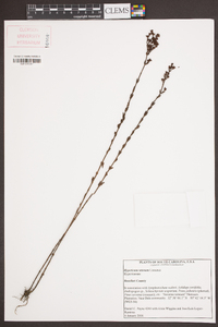 Hypericum setosum image