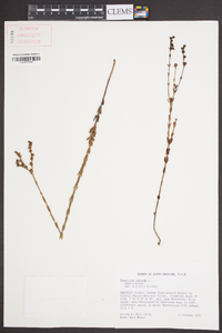 Hypericum setosum image