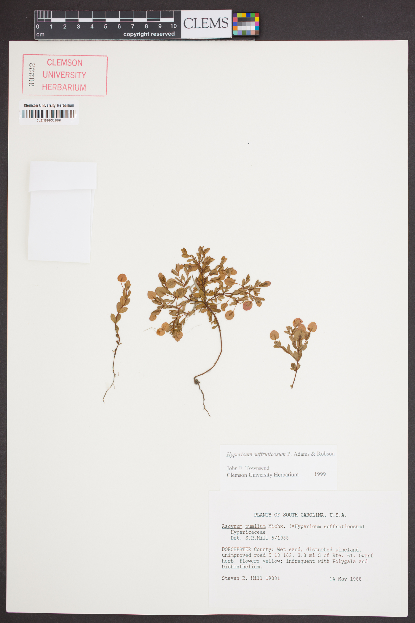 Hypericum suffruticosum image