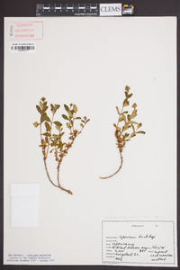 Hypericum buckleyi image