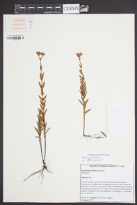 Hypericum cistifolium image