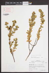 Hypericum crux-andreae image