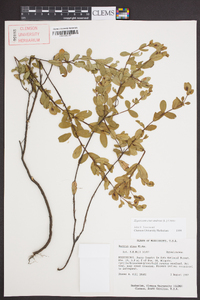 Hypericum crux-andreae image