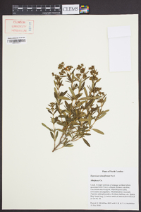 Hypericum densiflorum image