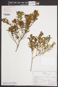 Hypericum densiflorum image