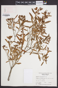 Hypericum frondosum image